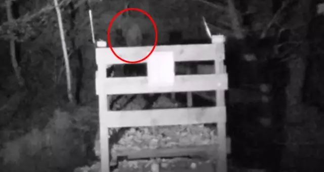 Gençlerin Ormanda Çektiği Video Dünya Gündemine Oturdu Gençlerin Ormanda Çektiği Video Dünya Gündemine Oturdu