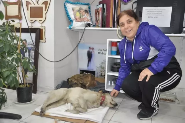 Günde 2 Öğün Mamasını Ağzında Poşetle 9 Yavrusuna Taşıyor