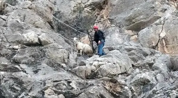 Kayalıklarda Mahsur Kalan Gebe Keçi Kurtarıldı