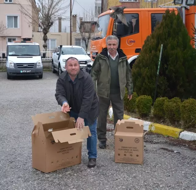 Kırklareli'nde Ölmek Üzere Olan Onlarca Kuş Bulundu