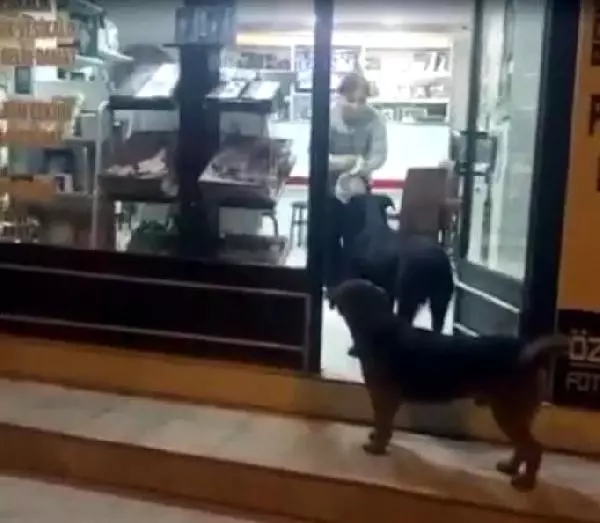 Sokak Köpeği, Yemek Poşetini Ağzıyla Taşıyarak Yavrularına Götürdü