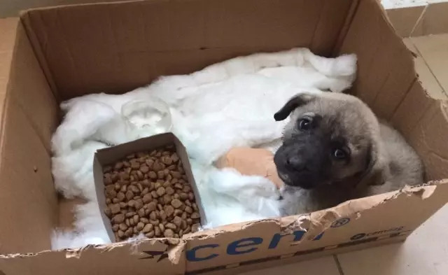 Bacağını Araba Ezen Yavru Köpeğe Belediye Sahip Çıktı Bacağını Araba Ezen Yavru Köpeğe Belediye Sahip Çıktı