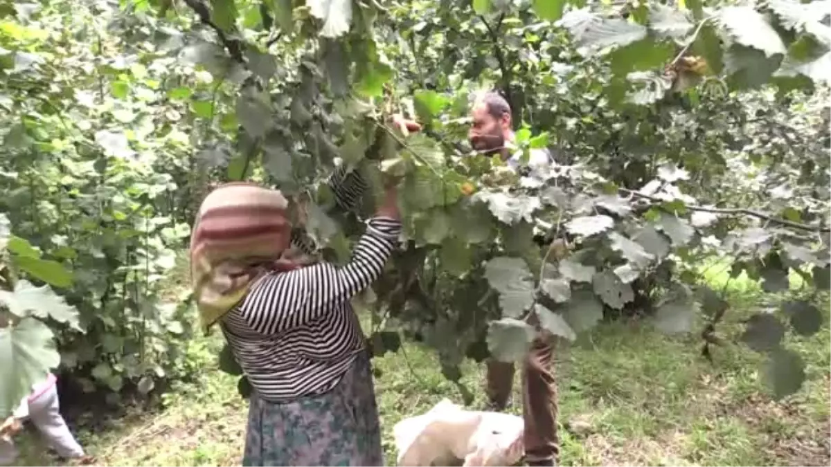 Fındığa Kahverengi Kokarca Tehdidi