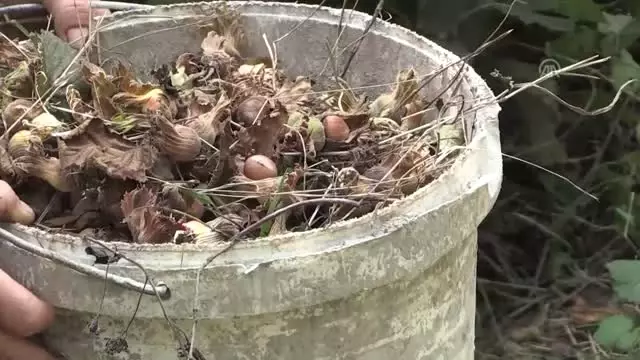 Fındığa Kahverengi Kokarca Tehdidi
