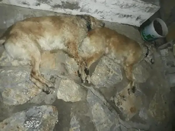 Tavuk Etiyle Zehirlendiği Sanılan 2 Köpek Öldü