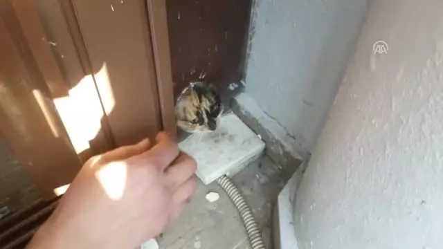 Başı Kapının Pervazındaki Deliğe Sıkışan Kedi Kurtarıldı Başı Kapının Pervazındaki Deliğe Sıkışan Kedi Kurtarıldı