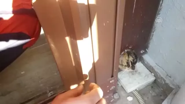 Başı Kapının Pervazındaki Deliğe Sıkışan Kedi Kurtarıldı Başı Kapının Pervazındaki Deliğe Sıkışan Kedi Kurtarıldı