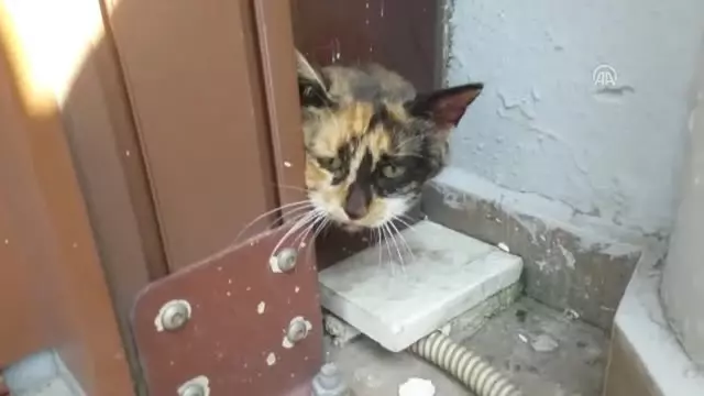 Başı Kapının Pervazındaki Deliğe Sıkışan Kedi Kurtarıldı Başı Kapının Pervazındaki Deliğe Sıkışan Kedi Kurtarıldı