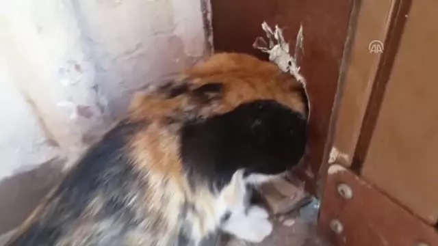 Başı Kapının Pervazındaki Deliğe Sıkışan Kedi Kurtarıldı Başı Kapının Pervazındaki Deliğe Sıkışan Kedi Kurtarıldı
