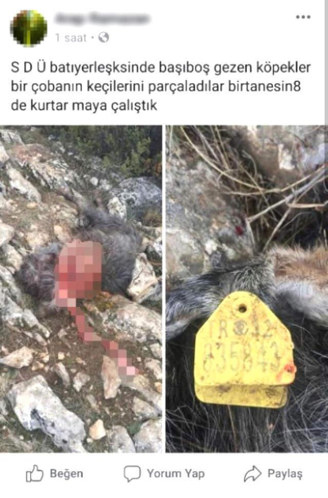 Başıboş Köpeklerin Keçileri Telef Ettiği İddiasına Isparta Hayvan Koruma Derneği'nden Yalanlama Geldi