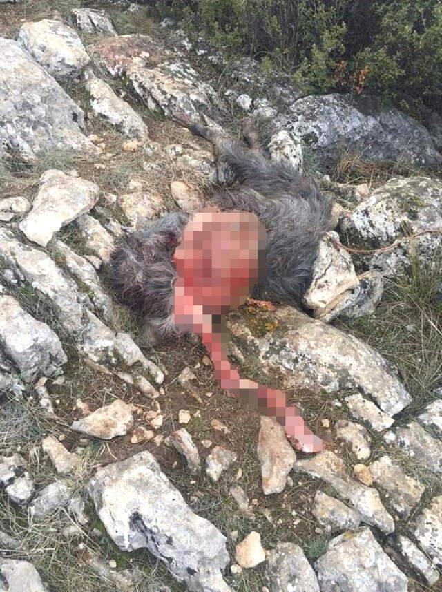 Başıboş Köpeklerin Keçileri Telef Ettiği İddiasına Isparta Hayvan Koruma Derneği'nden Yalanlama Geldi