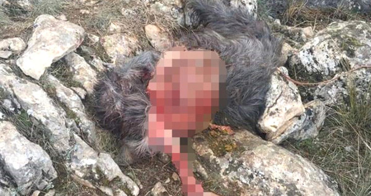 Başıboş Köpeklerin Keçilere Saldırdığı İddiasına Isparta Hayvan Koruma Derneği'nden Yalanlama Geldi