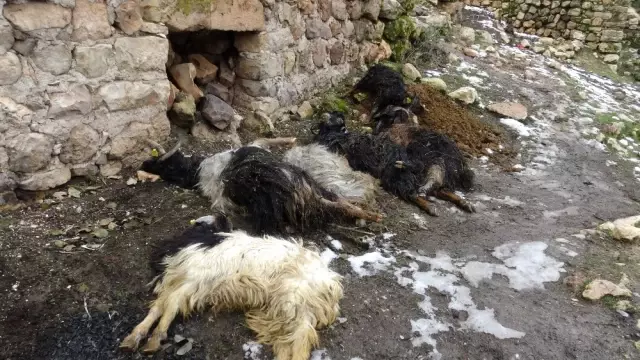 Gercüş'te Onlarca Hayvan Telef Oldu Gercüş'te Onlarca Hayvan Telef Oldu
