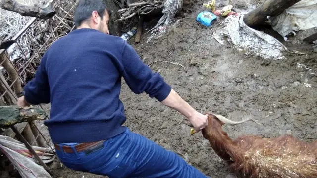 Gercüş'te Onlarca Hayvan Telef Oldu Gercüş'te Onlarca Hayvan Telef Oldu