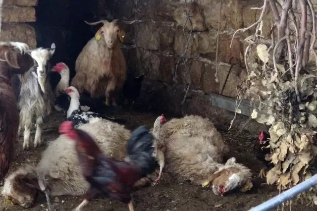Gercüş'te Onlarca Hayvan Telef Oldu Gercüş'te Onlarca Hayvan Telef Oldu