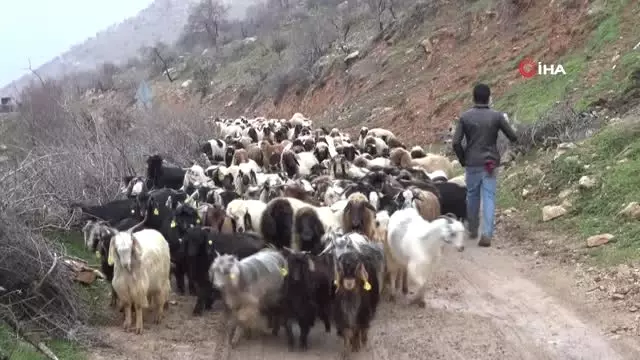 Gercüş'te Onlarca Hayvan Telef Oldu Gercüş'te Onlarca Hayvan Telef Oldu