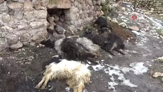 Gercüş'te Onlarca Hayvan Telef Oldu Gercüş'te Onlarca Hayvan Telef Oldu
