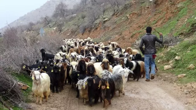 Gercüş'te Onlarca Hayvan Telef Oldu Gercüş'te Onlarca Hayvan Telef Oldu