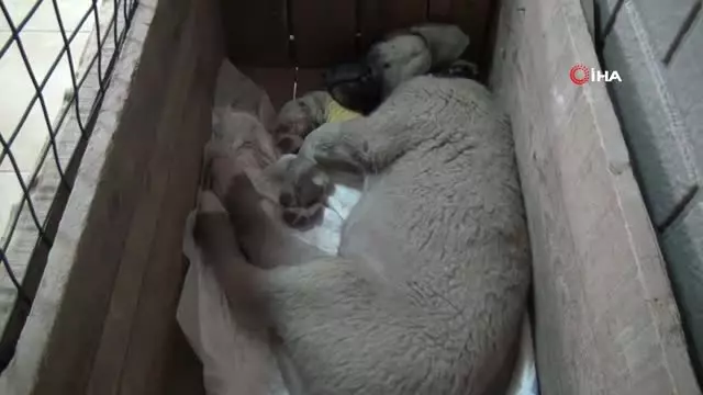 Köpeği Aracın Altında Kalarak Ezilmişti: 'Sürücünün Cezalandırılmasını İstiyoruz' Köpeği Aracın Altında Kalarak Ezilmişti: 'Sürücünün Cezalandırılmasını İstiyoruz'