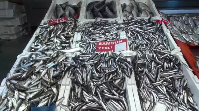 Samsun'da Hamsinin Kilo Fiyatı 30 TL'ye Ulaştı