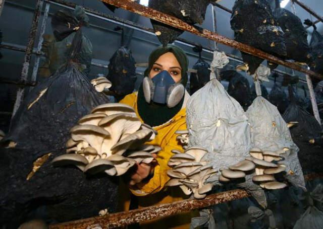 Tadını Beğenip Üretmeye Başladığı Mantardan 2 Yılda 100 Bin TL Kazandı