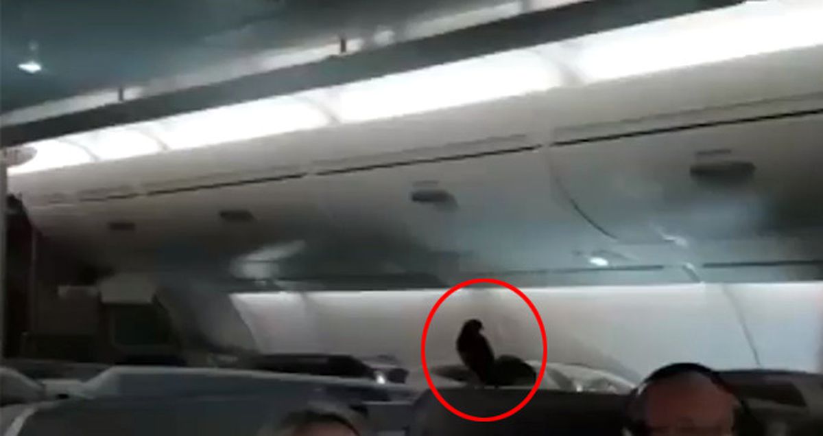 Uçağa Gizlice Giren Karga, Business Class'ta Londra'ya Uçtu