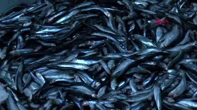 Ankaralı Balıkçılardan Hamsi Temizleme Rekoru! 1 Kilo Hamsiyi 92 Saniyede Temizledi Ankaralı Balıkçılardan Hamsi Temizleme Rekoru! 1 Kilo Hamsiyi 92 Saniyede Temizledi
