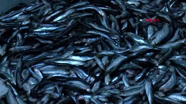 Ankaralı Balıkçılardan Hamsi Temizleme Rekoru! 1 Kilo Hamsiyi 92 Saniyede Temizledi Ankaralı Balıkçılardan Hamsi Temizleme Rekoru! 1 Kilo Hamsiyi 92 Saniyede Temizledi