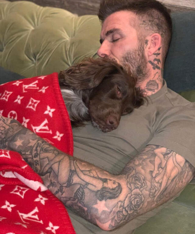 Beckham'ın Köpeğine Örttüğü Battaniye Fiyatıyla Pes Dedirtti