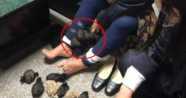Çin'den Tayvan'a Gelen 60 Yaşındaki Kadının Pantolunundan 24 Tane Çöl Faresi Çıktı