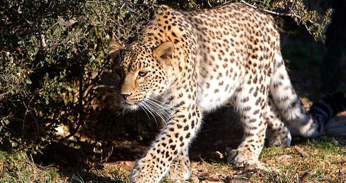 Evin Bahçesine Dalan Leopar, 3 Yaşındaki Çocuğu Parçalayarak Öldürdü