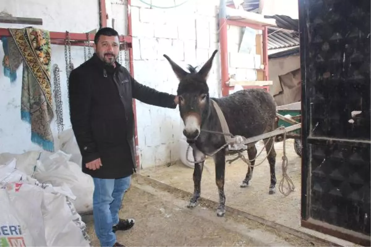Kayseri'de Akıllı Eşek 'Keko' Verilen Komutları Yerine Getiriyor