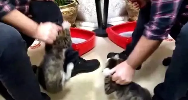 Kediye İşkence Yapan İş Adamı, Akıl Hastanesine Sevk Edildi