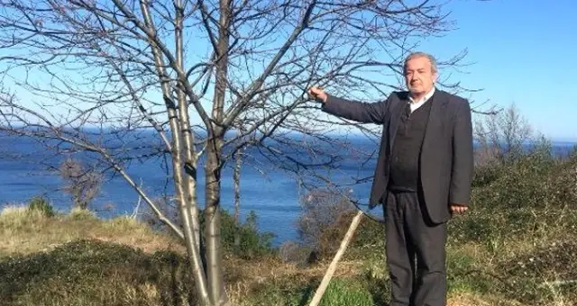 Kestane Üretimi 'Gal Arısı' Tehdidi Altında! Önüne Geçilmezse Ağaçlar Yok Olabilir