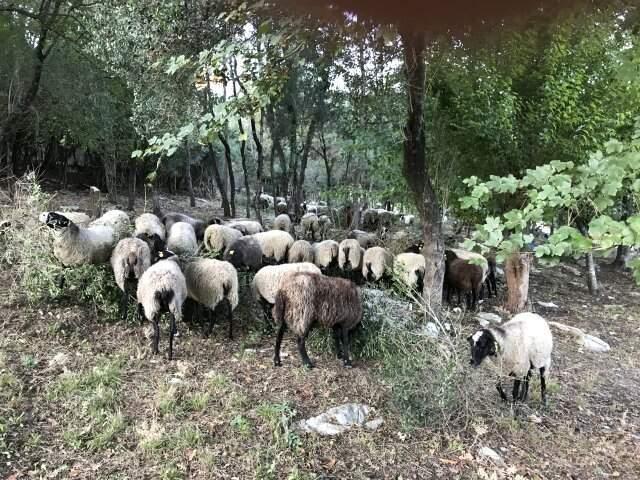 1'e 5 Veren Romonoz Koyunları Sayesinde Paraya Para Demiyor
