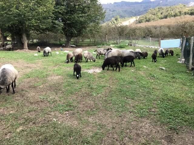 1'e 5 Veren Romonoz Koyunları Sayesinde Paraya Para Demiyor