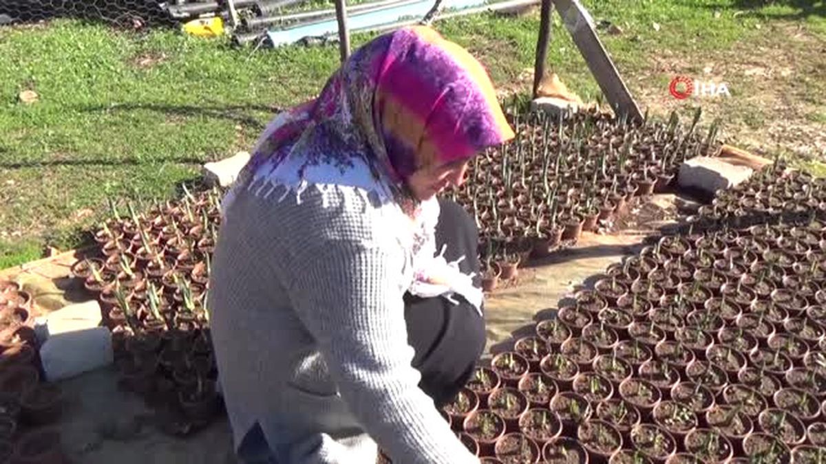 Aldığı Teşvikle Lale, Sümbül ve Nergis Yetiştirmeye Başlayan Girişimci Kadın, Türkiye'nin Her Yerinden Sipariş Alıyor