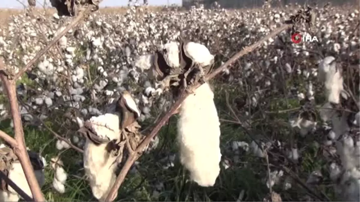 Beyaz Altın' Tarlada Kaldı