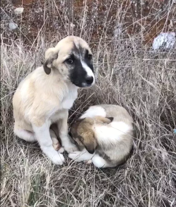 Silahla İğnelenen Köpeklerin Katledildiği İddiası Haberler