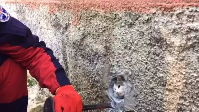 Duvardaki Oyuğa Sıkışan Kedi Böyle Kurtarıldı