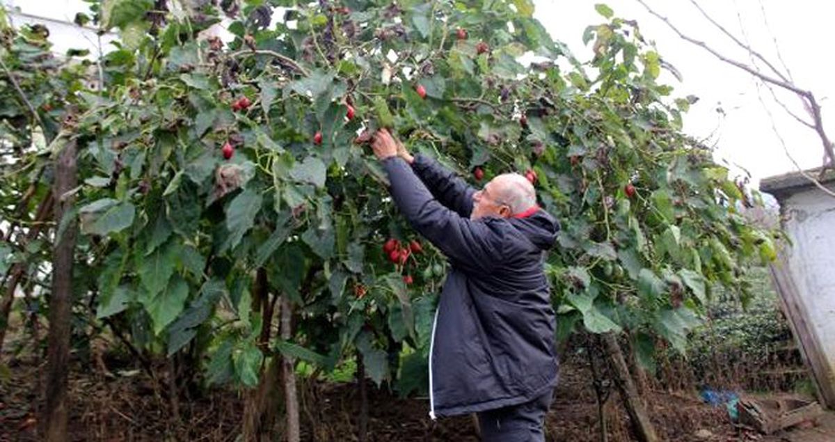 Almanya'da Görüp Ekmeye Başladığı Meyvenin Kilosunu 10 TL'den Satıyor