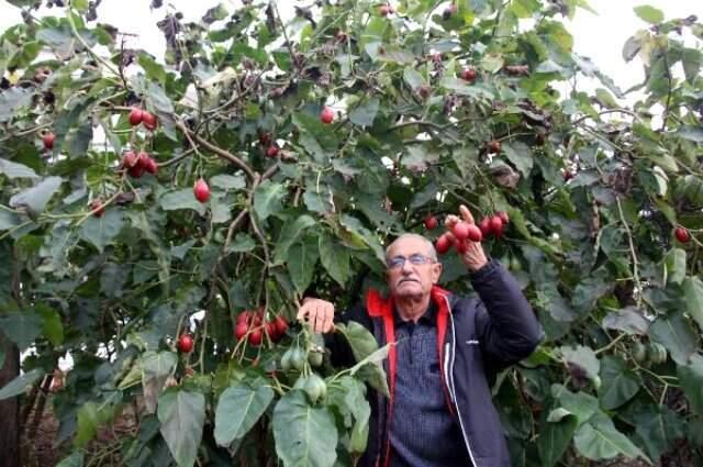 forumagel.com Almanya'da Görüp Ekmeye Başladığı Meyvenin Kilosunu 10 TL'den Satıyor forumagel.com Almanya'da Görüp Ekmeye Başladığı Meyvenin Kilosunu 10 TL'den Satıyor