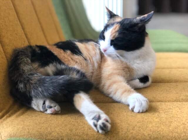 CHP'nin Ardından İYİ Parti'de Kedi Sahiplendi! 'Şanslı' Genel Merkezin Maskotu Oldu