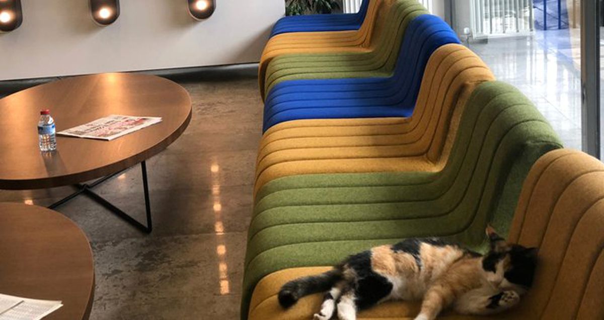 CHP'nin Ardından İYİ Parti de Kedi Sahiplendi! 'Şanslı' Genel Merkezin Maskotu Oldu