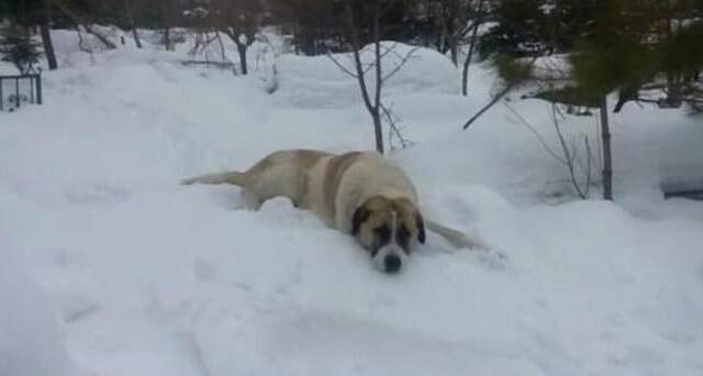 Kalp Krizinden Ölen Çocuğu Son Yolculuğunda Köpeği Yalnız Bırakmadı