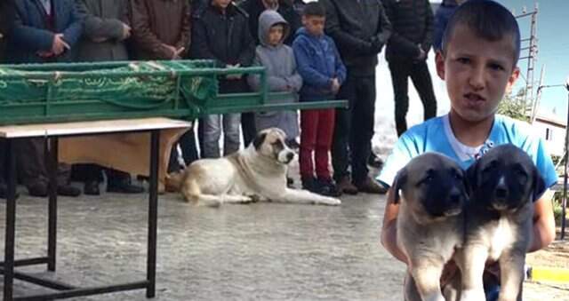 Kalp Krizinden Ölen Çocuğu Son Yolculuğunda Köpeği Yalnız Bırakmadı