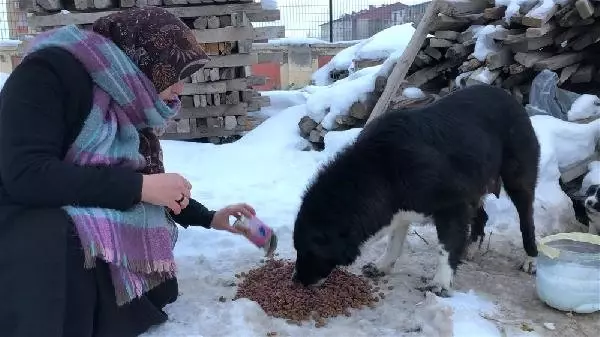 Bodrum’da Sokak Köpeklerine Ve Köpeklere Bakan Gönüllüye Saldırı Bodrum’da Sokak Köpeklerine Ve Köpeklere Bakan Gönüllüye Saldırı
