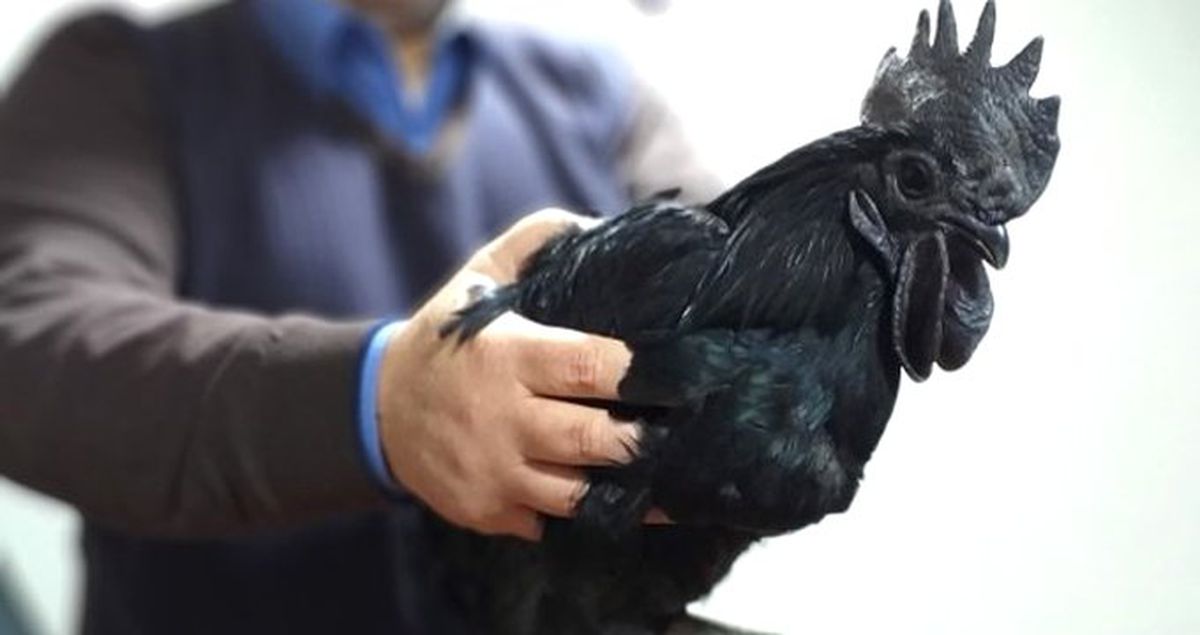 Görenler Şaşırıp Kalıyor! Bu Tavuğun Kanı Hariç Her Yeri Simsiyah