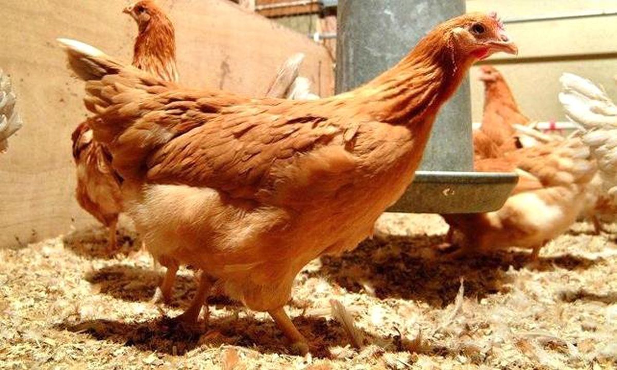 Bilim Adamları Kanser İlacı Yumurtlayan Tavuklar Yetiştirdi