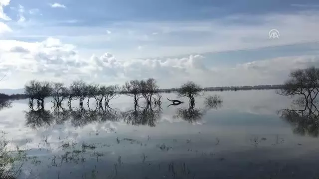 Büyük Menderes Nehri Taştı, Ekili Alanlar Su Altına Kaldı